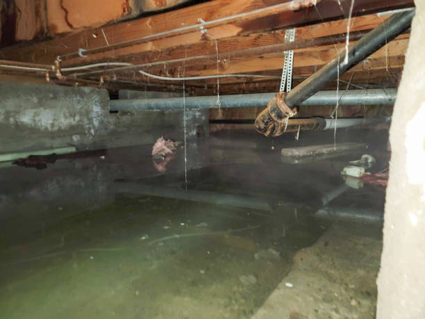 Best Professional water damage repair  in Taylorvle, IL