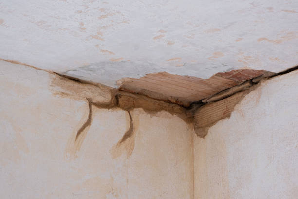 Best Water damage cleanup near me  in Taylorvle, IL