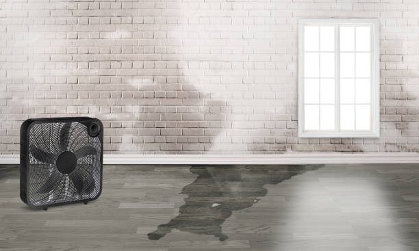 Best Basement water damage restoration  in Taylorvle, IL